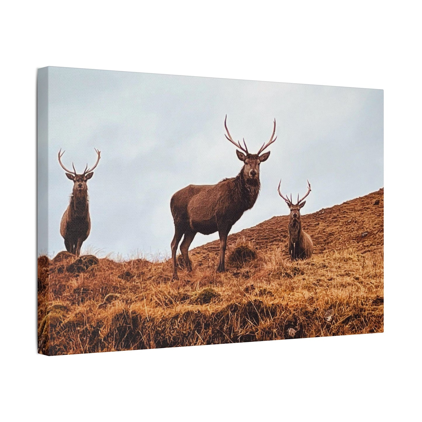 The three stags canvas