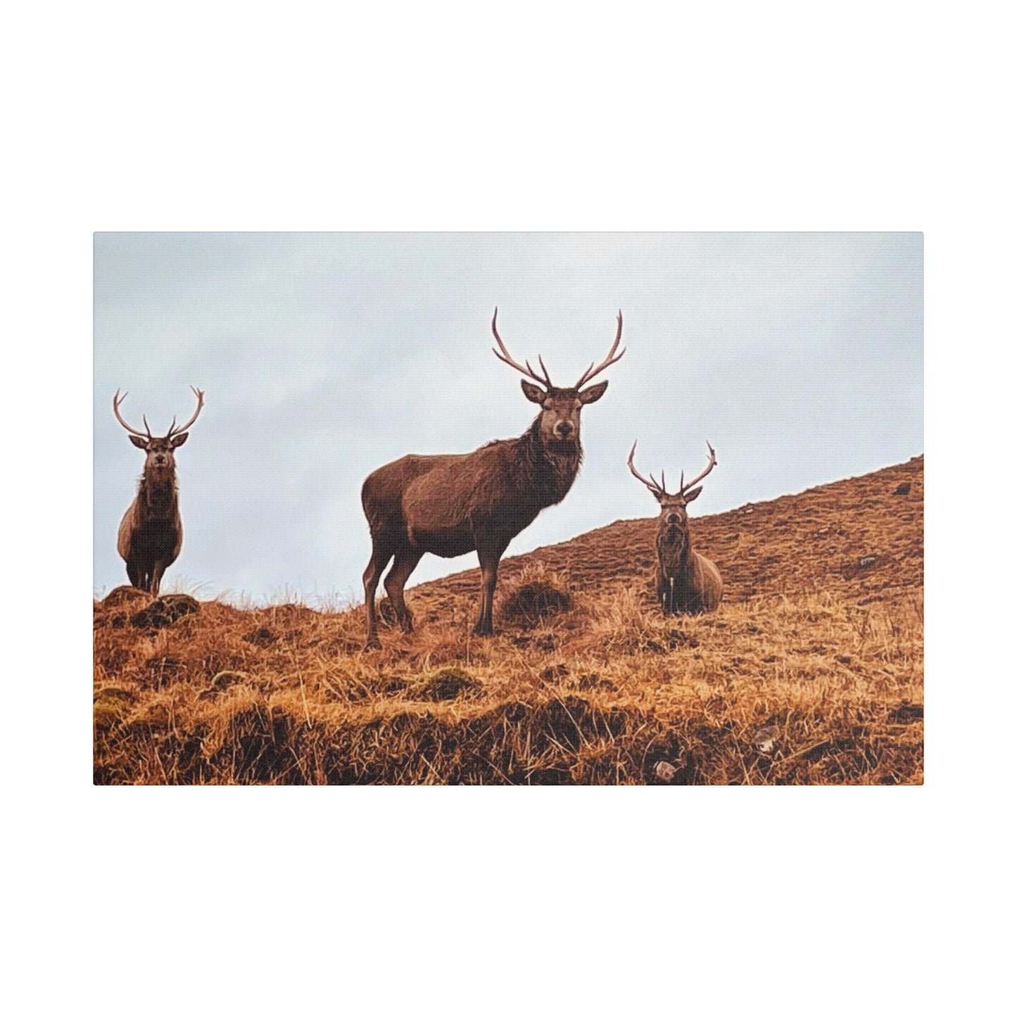 The three stags canvas