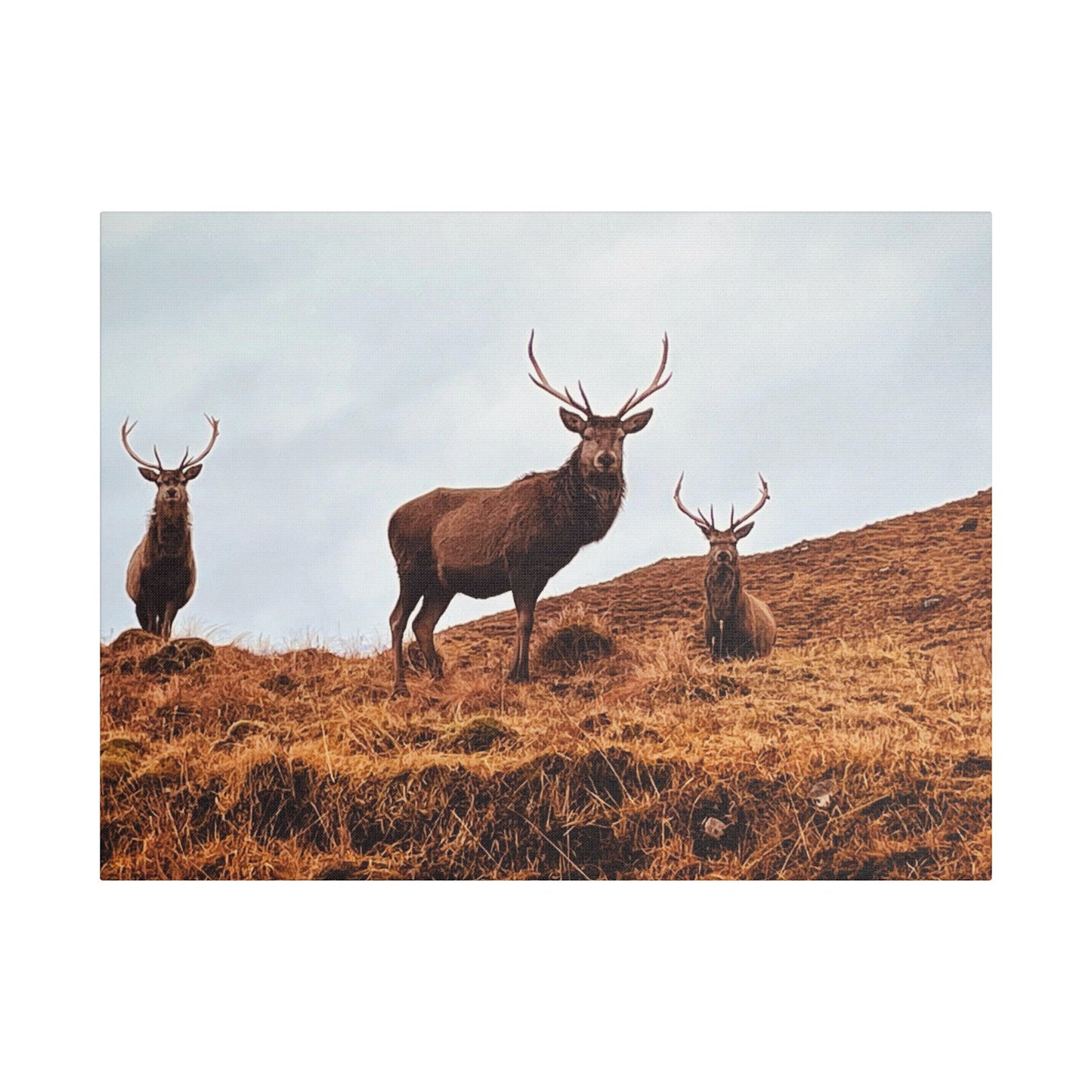 The three stags canvas