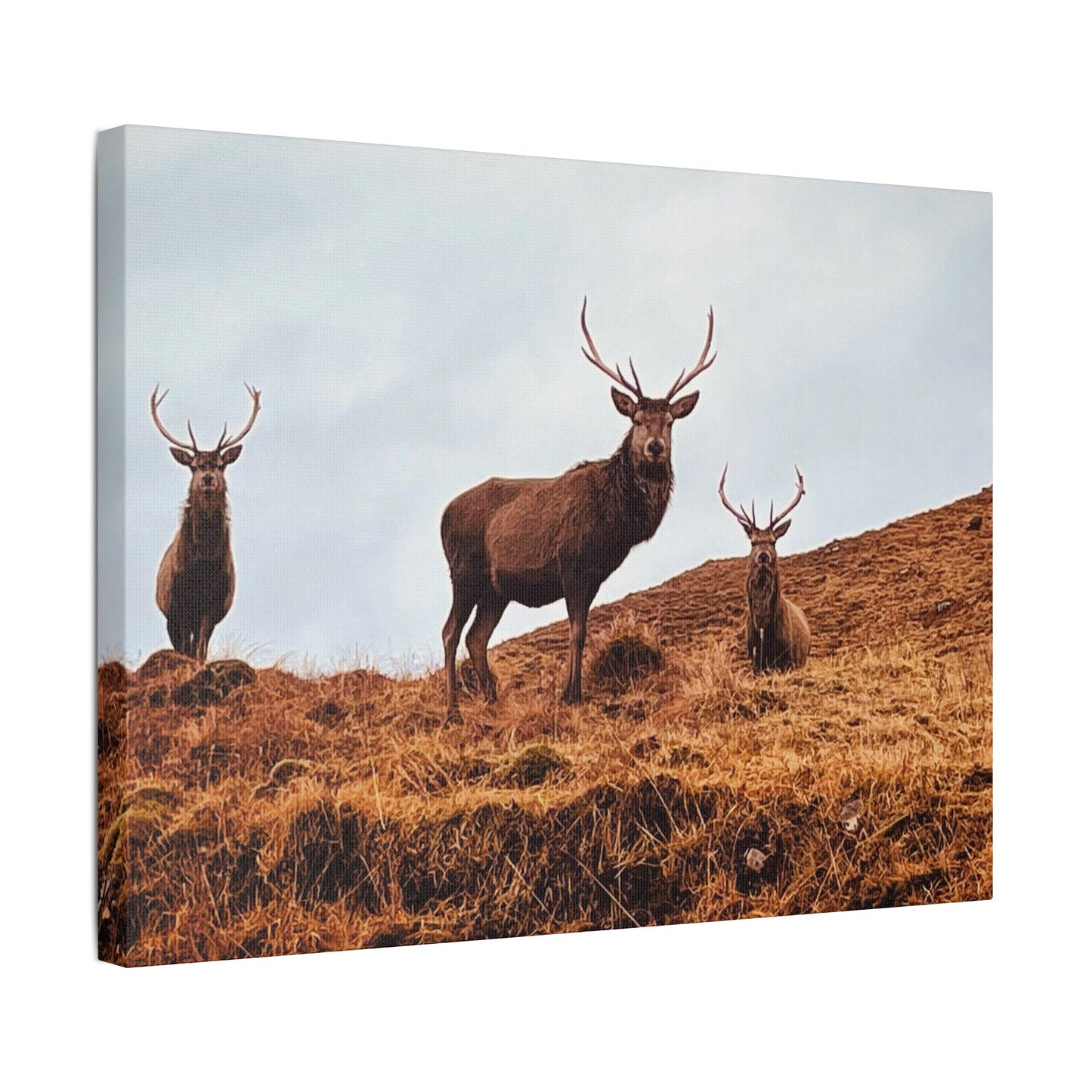 The three stags canvas