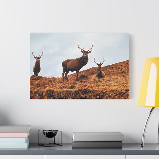 The three stags canvas